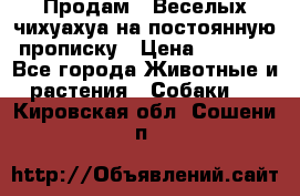 Продам.  Веселых чихуахуа на постоянную прописку › Цена ­ 8 000 - Все города Животные и растения » Собаки   . Кировская обл.,Сошени п.